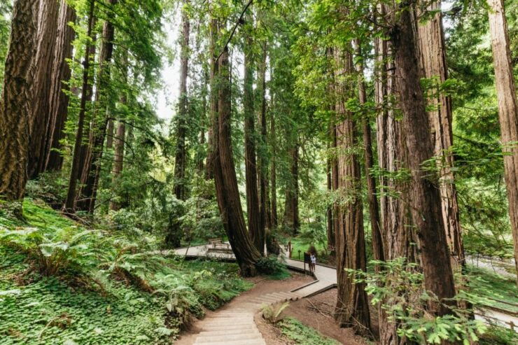 San Francisco: Muir Woods and Sausalito Small-Group Tour - Experience Highlights