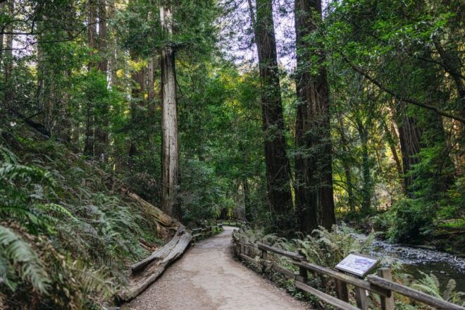San Francisco: Muir Woods, Sausalito and SF Bay Cruise - Additional Information and Recommendations