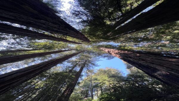 San Francisco: Muir Woods, Sausalito, and Sonoma Wine Tour - Reservation and Cancellation Policy