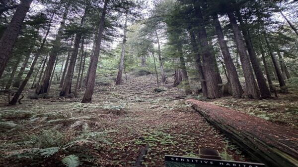 San Francisco: Muir Woods, Sausalito, and Sonoma Wine Tour - Frequently Asked Questions