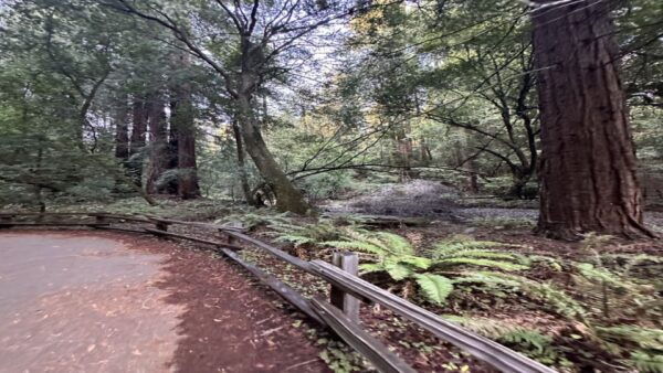 San Francisco: Muir Woods, Sausalito, and Sonoma Wine Tour - Booking and Pricing Information