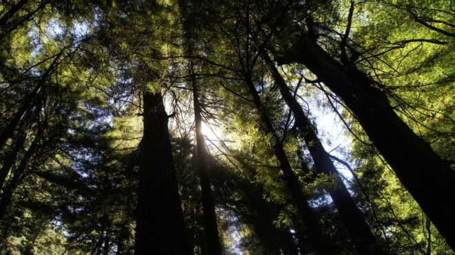 San Francisco: Muir Woods, Sausalito, and Wine Country Tour - Inclusions