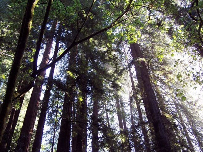 San Francisco: Muir Woods Tour & Hop-On Hop-Off Bus Pass - Select Participants, Date, and Language