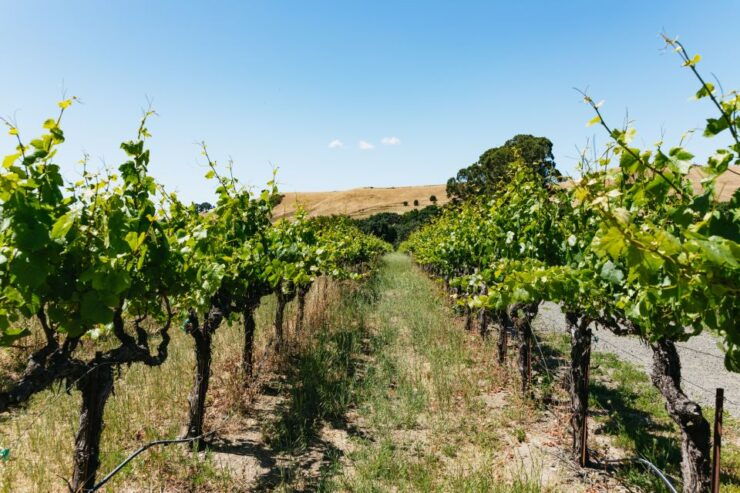San Francisco: Napa and Sonoma Valley Wine Tour - Activity Details