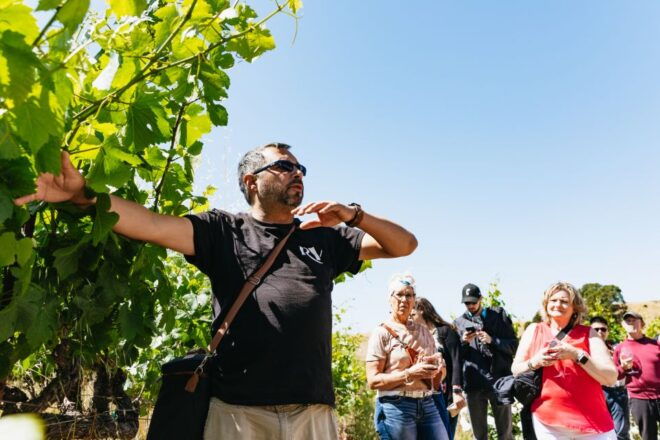 San Francisco: Napa and Sonoma Valley Wine Tour - Tour Logistics
