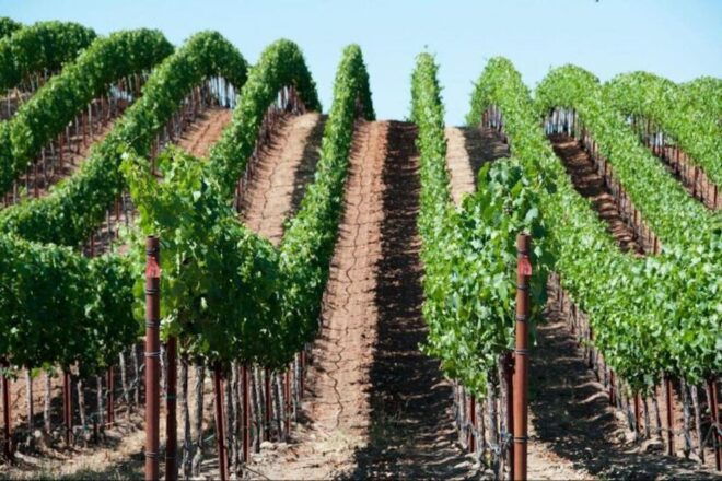 San Francisco: Napa Valley Winery Tour With Tastings - Full Description