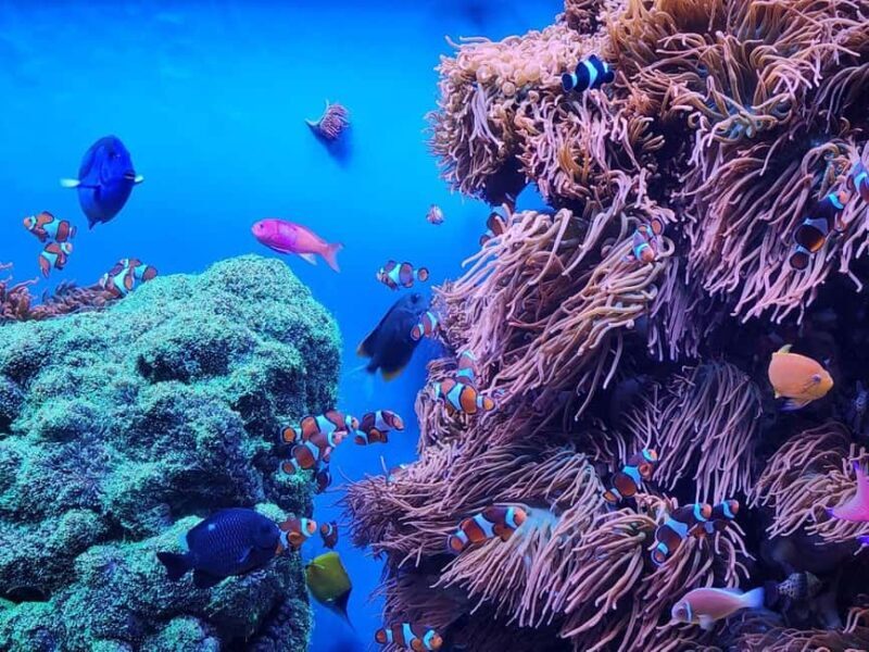 San Francisco: Private Monterey Aquarium 17 Mile Carmel - Good To Know