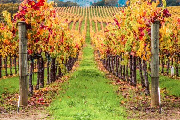 San Francisco: Small-Group Sonoma Wine Tour With Tastings - Common Questions