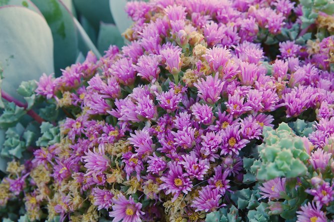 San Francisco Staircases and Gardens Small-Group Walking Tour - Positive Reviews