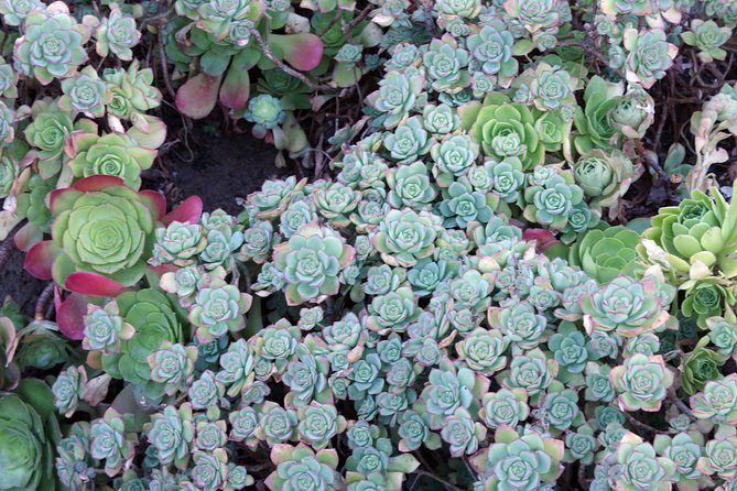 San Francisco Staircases and Gardens Small-Group Walking Tour - Common Questions
