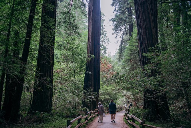 San Francisco Super Saver: Muir Woods & Wine Country W/ Optional Gourmet Lunch - Overview of the Tour
