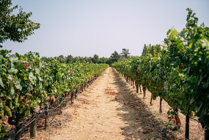San Francisco Super Saver: Muir Woods & Wine Country W/ Optional Gourmet Lunch - Customer Reviews and Satisfaction