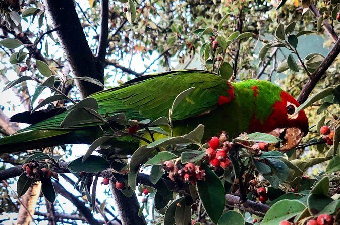 San Francisco Telegraph Hill & The Old Waterfront Tour - Who Will Love This Tour?
