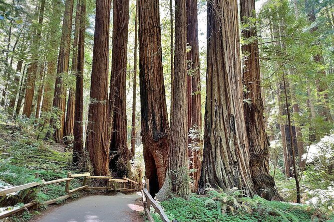 San Francisco to Muir Woods Cycling Tour - Frequently Asked Questions