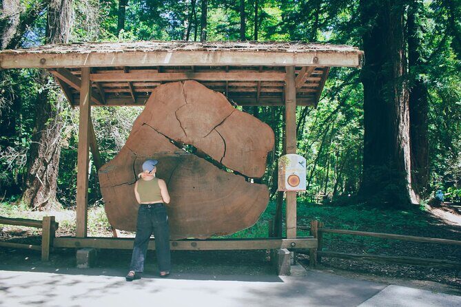 San Francisco to Santa Cruz Day Trip: Redwoods and Beach Fun - Authentic Insights from Past Participants