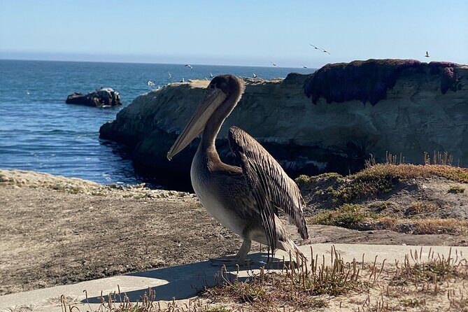 San Francisco to Santa Cruz Day Trip: Redwoods and Beach Fun - Final Thoughts: Is This Tour Right for You?