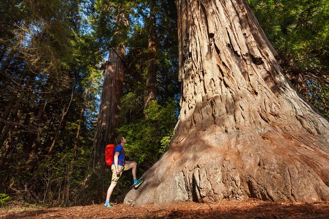 San Francisco to Yosemite One-Way Transfer - Reviews and Traveler Feedback