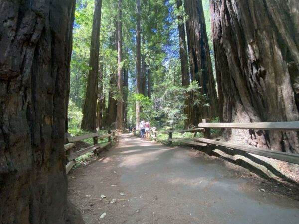 San Francisco Tour to Muir Woods Giant Redwoods & Sausalito - The Sum Up