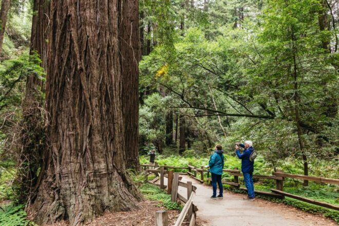 San Francisco: Wine Country Tastings Tour With Muir Woods - Lunch Options