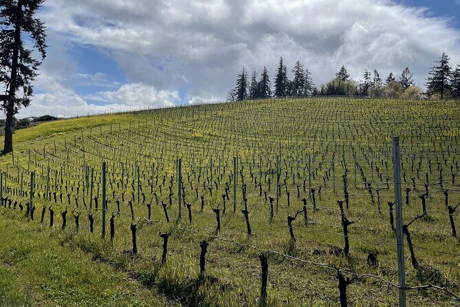 San Francisco Wine Country Tour in EV VW Van - Good To Know