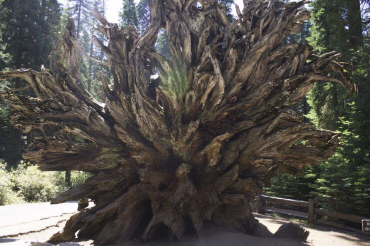 San Francisco: Yosemite, Las Vegas, Bryce & Zion 6-Day Trip - Trip Highlights