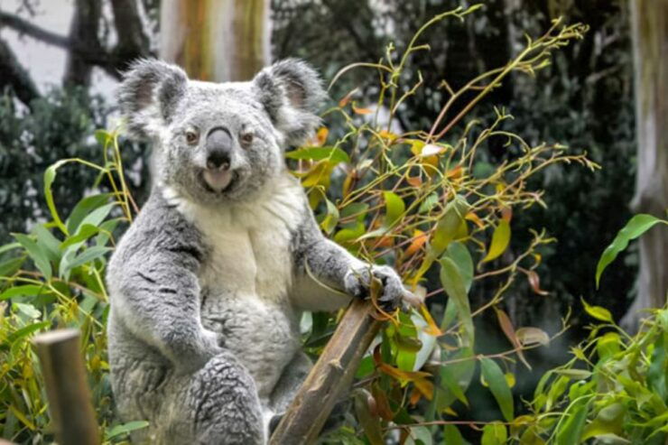 San Francisco Zoo Admission Ticket - Ticket Details