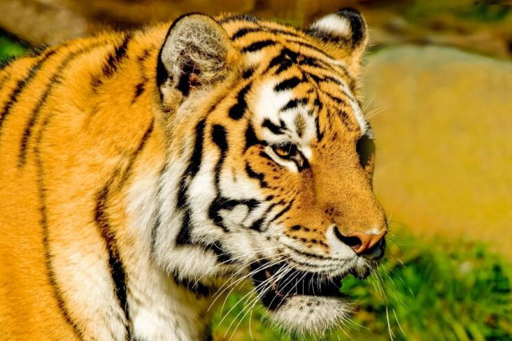 San Francisco Zoo Admission Ticket - Zoo Experience