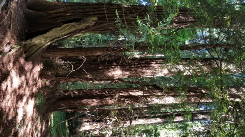 San Fransico: Muir Woods & Marin Headlands Private Tour - The Itinerary: A Deep Dive into Natural and Cultural Highlights