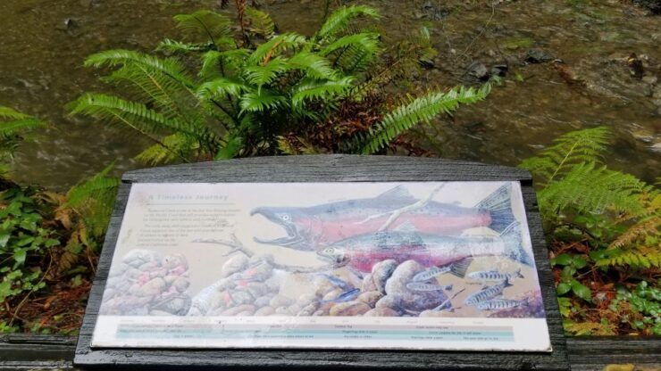 San Fransico/Sausalito: Muir & Marin Headlands Private Tour - Full Tour Description