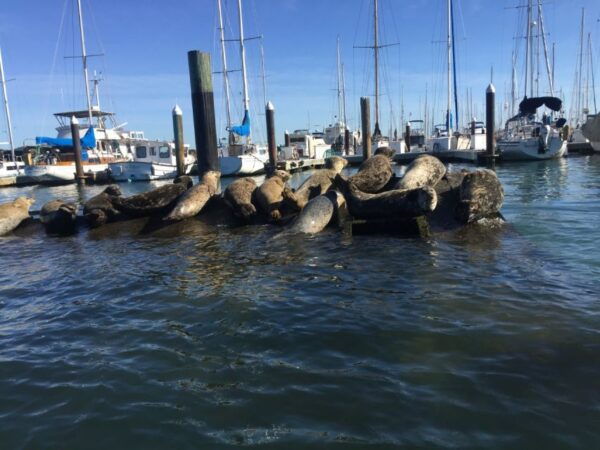 San Fransico/Sausalito: Muir & Marin Headlands Private Tour - The Sum Up