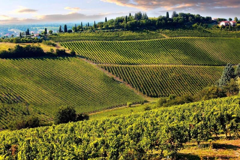 San Gimignano and a Winery with Light Lunch from Pisa - The Winery Experience