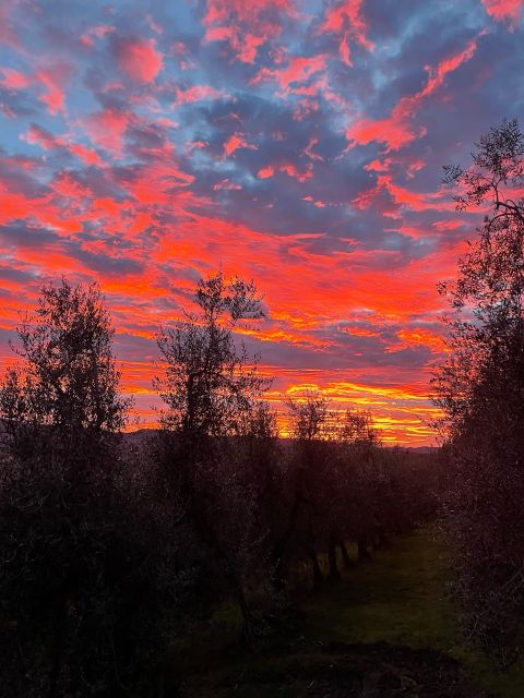 San Gimignano: Nature, Organic Wine and Lightheartedness - Discover Natures Beauty in San Gimignano