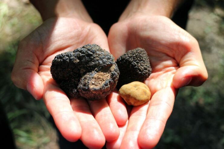 San Gimignano: Truffle Cooking Class With Wine Tasting - Good To Know