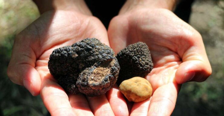 San Gimignano: Truffle Cooking Class With Wine Tasting - Highlights