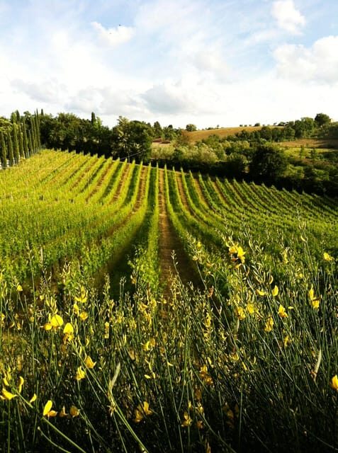 San Gimignano: Tuscan Wine & Bruschetta Tasting for Families - An Authentic Taste of Tuscany with a Family Focus