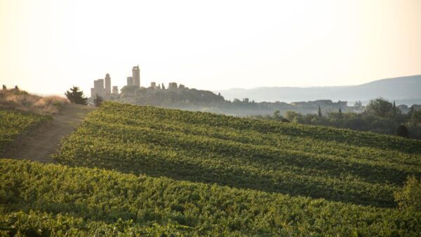 San Gimignano: Wine and Food Tasting in a Family Winery - The Sum Up