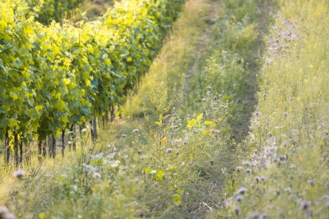 San Gimignano: Wine Tasting With Food Pairing - Additional Information