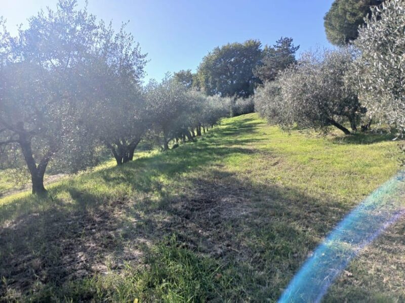 San Gimignano: Winery Visit with Picnic in Olive Grove - Good To Know