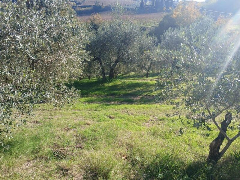 San Gimignano: Winery Visit with Picnic in Olive Grove - An In-Depth Look at the Experience