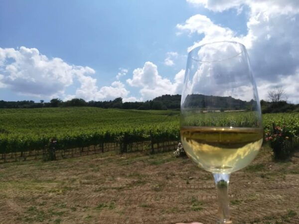 San Gimignano: Wines and Oil Tasting With Vineyards Tour - Frequently Asked Questions