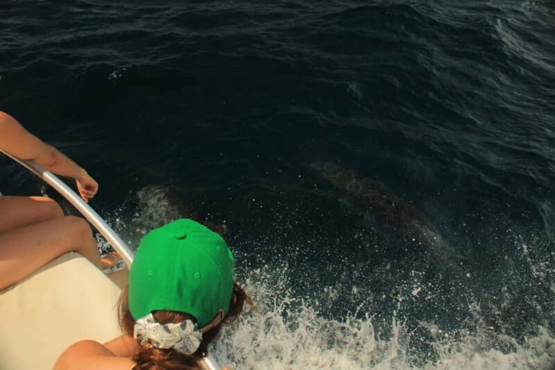 San José del Cabo: Ocean Safari - Good To Know