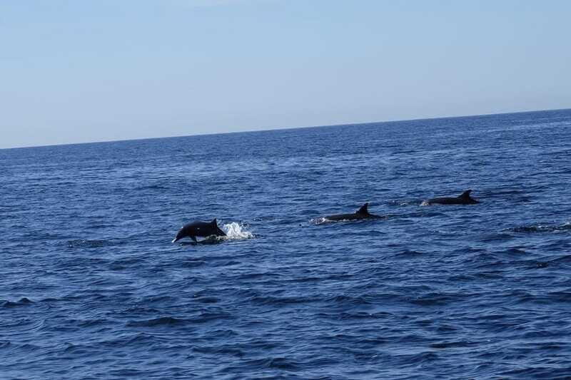 San José del Cabo: Ocean Safari - Practical Details: What Travelers Need to Know