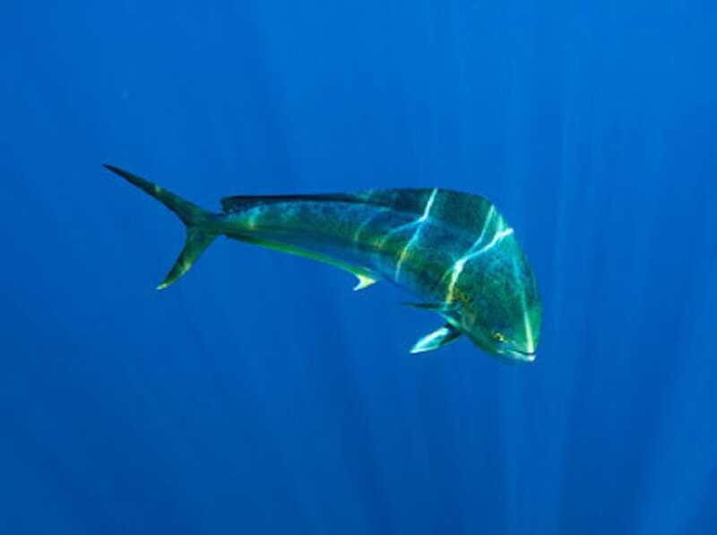 San José del Cabo: Ocean Safari - Authentic Experiences and Hidden Gems