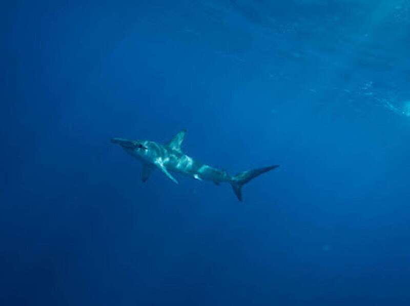 San José del Cabo: Ocean Safari - FAQ