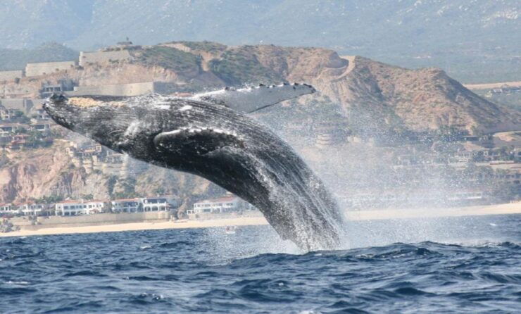 San Jose Del Cabo Private Whale Watching - Activity Details