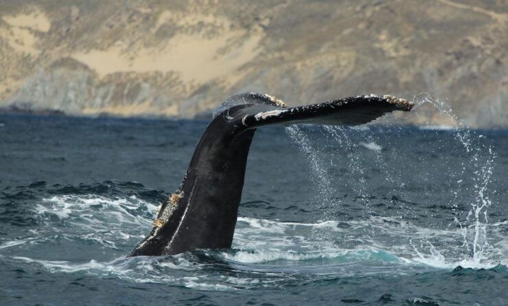 San Jose Del Cabo Private Whale Watching - Benefits of Private Tour