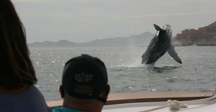 San Jose Del Cabo Private Wildlife Encounter - Good To Know