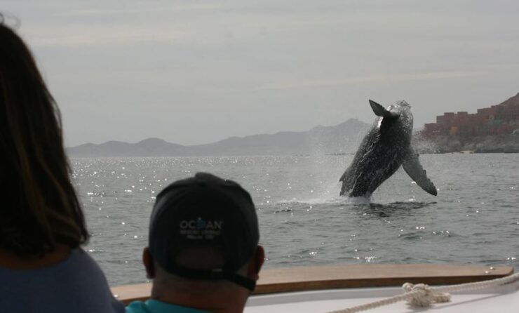 San Jose Del Cabo Private Wildlife Encounter - Experience and Itinerary