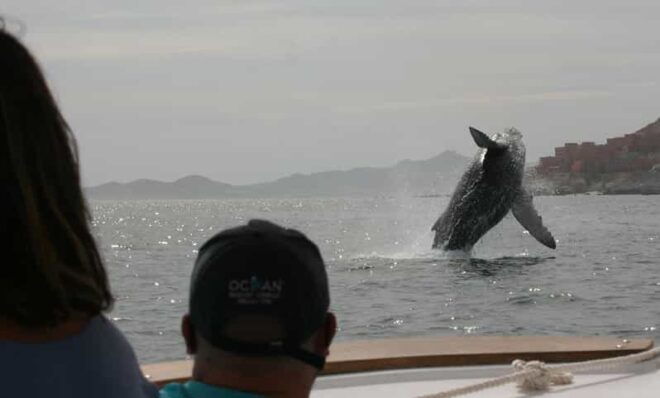 San Jose Del Cabo Private Wildlife Encounter - Inclusions and Comfort