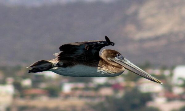San Jose Del Cabo Private Wildlife Encounter - What to Bring